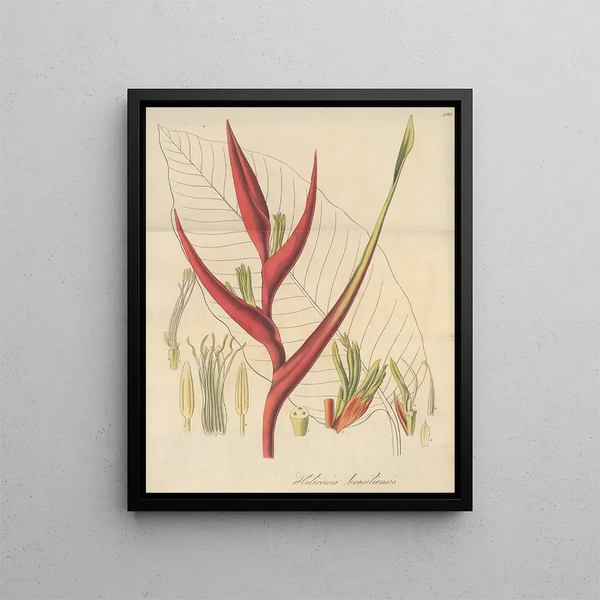 Heliconia braziliensis - William Jackson Hooker — framed artwork on a wall