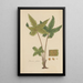 Hemionitis palmata - William Jackson Hooker — framed artwork on a wall