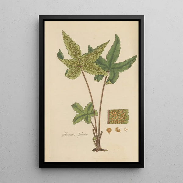 Hemionitis palmata - William Jackson Hooker — framed artwork on a wall