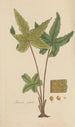 Hemionitis palmata - William Jackson Hooker — artwork view
