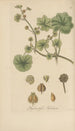 Hydrocotyle nepalensis - William Jackson Hooker — artwork view