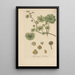 Hydrocotyle nepalensis - William Jackson Hooker — framed artwork on a wall