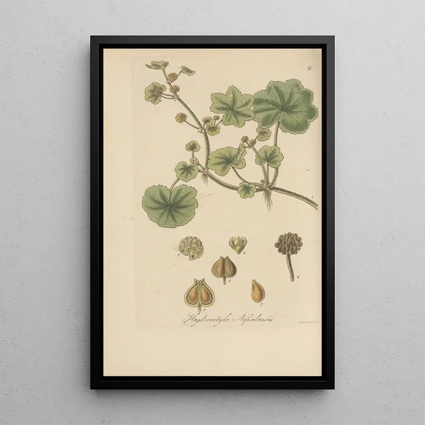 Hydrocotyle nepalensis - William Jackson Hooker — framed artwork on a wall