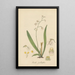 Iantha pallidiflora - William Jackson Hooker — framed artwork on a wall