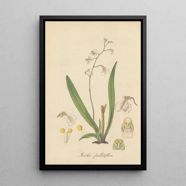 Iantha pallidiflora - William Jackson Hooker — framed artwork on a wall