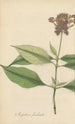 Impatiens fimbriata - William Jackson Hooker — artwork view