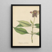 Impatiens fimbriata - William Jackson Hooker — framed artwork on a wall