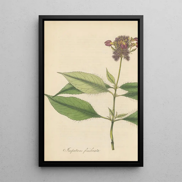 Impatiens fimbriata - William Jackson Hooker — framed artwork on a wall
