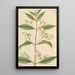 Impatiens trilobata - William Jackson Hooker | Painting — framed artwork on a wall