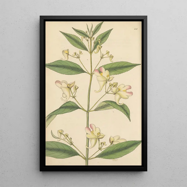 Impatiens trilobata - William Jackson Hooker | Painting — framed artwork on a wall