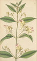 Impatiens trilobata - William Jackson Hooker | Painting — artwork view