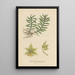 Isochilus graminoides - William Jackson Hooker — framed artwork on a wall