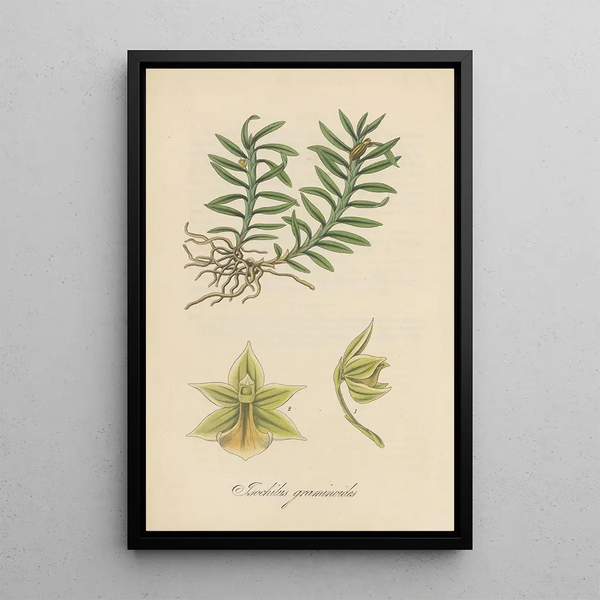 Isochilus graminoides - William Jackson Hooker — framed artwork on a wall