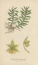 Isochilus graminoides - William Jackson Hooker — artwork view
