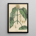Justicia calytricha - William Jackson Hooker — framed artwork on a wall