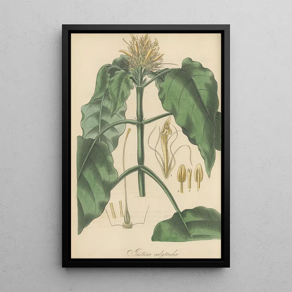 Justicia calytricha - William Jackson Hooker — framed artwork on a wall