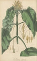 Justicia calytricha - William Jackson Hooker — artwork view