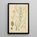 Leptanthus gramineus - William Jackson Hooker — framed artwork on a wall