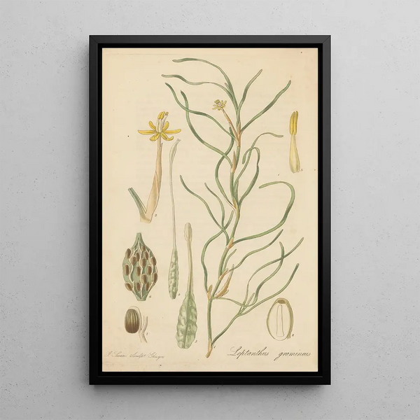 Leptanthus gramineus - William Jackson Hooker — framed artwork on a wall