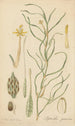 Leptanthus gramineus - William Jackson Hooker — artwork view