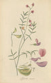 Lessertia annua - William Jackson Hooker — artwork view