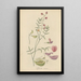 Lessertia annua - William Jackson Hooker — framed artwork on a wall