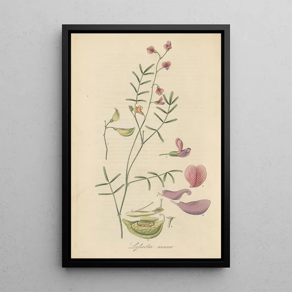 Lessertia annua - William Jackson Hooker — framed artwork on a wall
