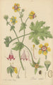 Loasa nitida - William Jackson Hooker — artwork view