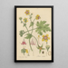 Loasa nitida - William Jackson Hooker — framed artwork on a wall
