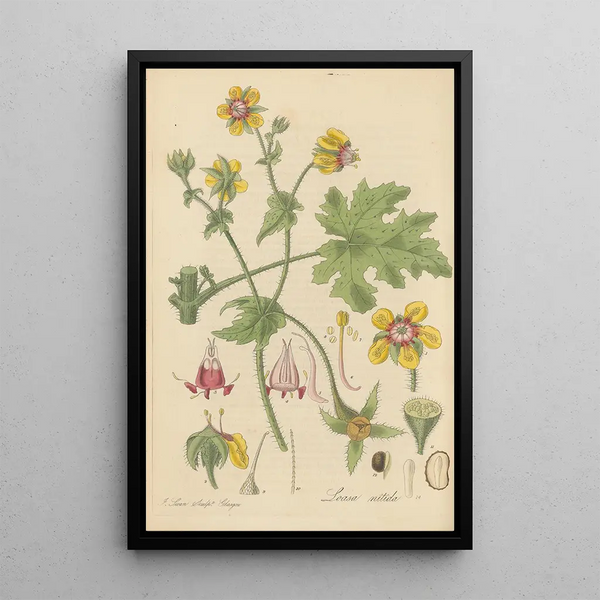 Loasa nitida - William Jackson Hooker — framed artwork on a wall