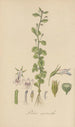 Lobelia micrantha - William Jackson Hooker — artwork view