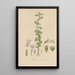 Lobelia micrantha - William Jackson Hooker — framed artwork on a wall