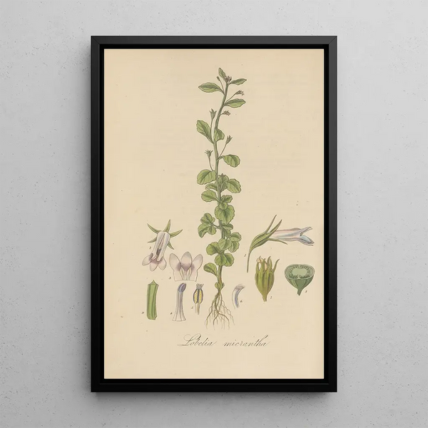 Lobelia micrantha - William Jackson Hooker — framed artwork on a wall