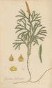 Lycopodium dendroideum - William Jackson Hooker — artwork view