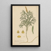 Lycopodium dendroideum - William Jackson Hooker — framed artwork on a wall