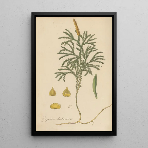 Lycopodium dendroideum - William Jackson Hooker — framed artwork on a wall