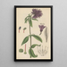 Lysimachia atropurpurea - William Jackson Hooker — framed artwork on a wall