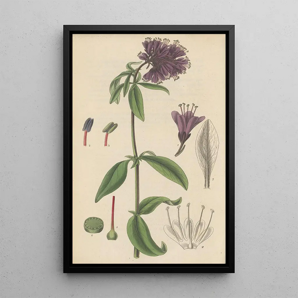 Lysimachia atropurpurea - William Jackson Hooker — framed artwork on a wall