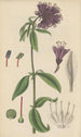 Lysimachia atropurpurea - William Jackson Hooker — artwork view