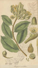 Marcgravia umbellata - William Jackson Hooker — artwork view