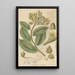 Marcgravia umbellata - William Jackson Hooker — framed artwork on a wall