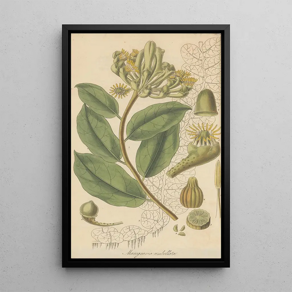 Marcgravia umbellata - William Jackson Hooker — framed artwork on a wall