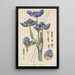 Marica coerulea - William Jackson Hooker — framed artwork on a wall