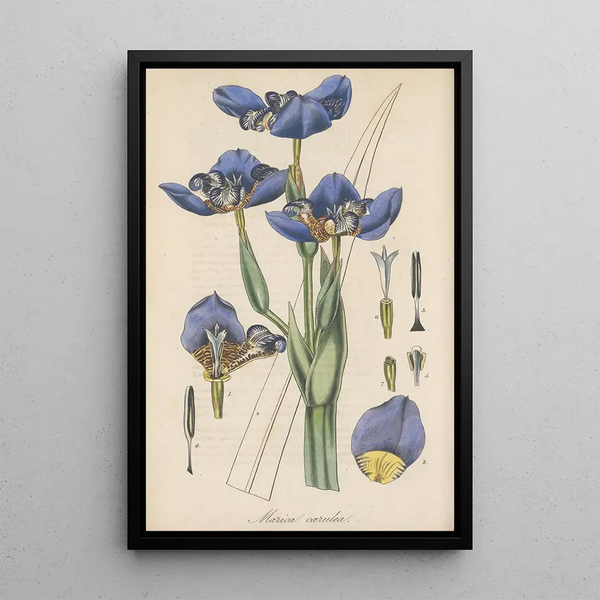 Marica coerulea - William Jackson Hooker — framed artwork on a wall