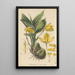 Maxillaria aromatica - William Jackson Hooker — framed artwork on a wall
