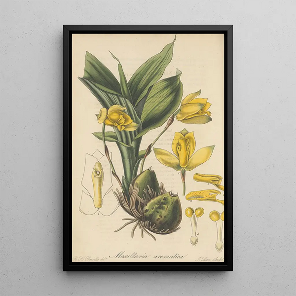 Maxillaria aromatica - William Jackson Hooker — framed artwork on a wall