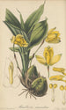 Maxillaria aromatica - William Jackson Hooker — artwork view