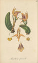 Maxillaria parvula - William Jackson Hooker — artwork view