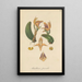 Maxillaria parvula - William Jackson Hooker — framed artwork on a wall