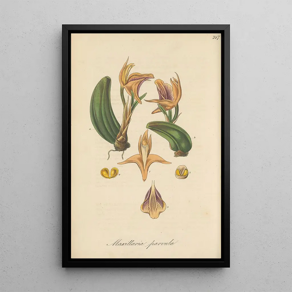Maxillaria parvula - William Jackson Hooker — framed artwork on a wall